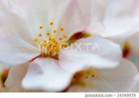 櫻桃花瓣 14349979