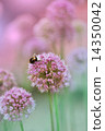 Flowering Onion 14350042
