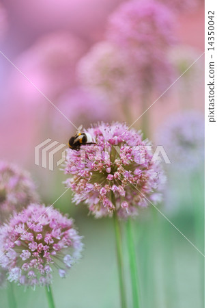 Flowering Onion Flowering Onion 14350042