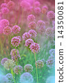 Flowering Onion 14350081