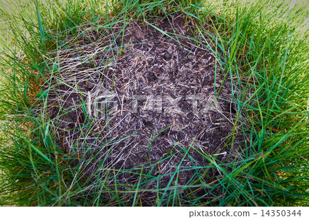 Anthill in the forest 14350344