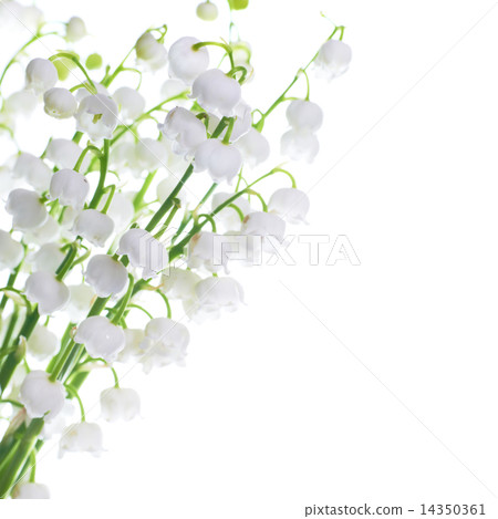 Lilies of the valley Lilies of the valley 14350361