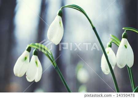 Spring flowers snowdrops Spring flowers snowdrops 14350478