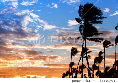 Palm trees silhouettes on colorful morning sky background 14350894
