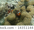 Clown anemonefish house 14351144