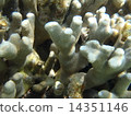 Coral Up 14351146