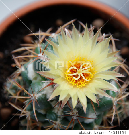 Blooming cactus Coryphantha. Blooming cactus Coryphantha. 14351164