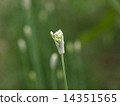 Nodara flowers 14351565