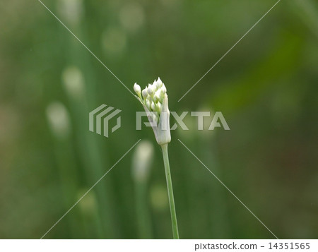 Nodara flowers 14351565