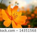 Cosmos 14351568