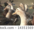 bird  14351569