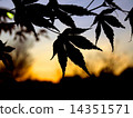 Sunset 14351571