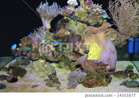 Aquarium 14351677