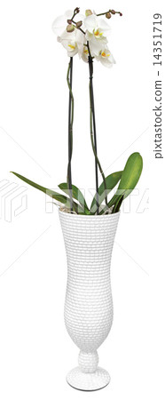 White orchids 14351719