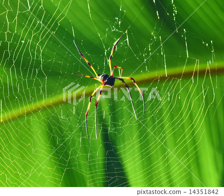 Giant wood spider - Nephila maculata / nephila pilipes Giant wood spider - Nephila maculata / nephila pilipes 14351842