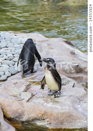 Penguin on the rocks on the background of water Penguin on the rocks on the background of water 14351924