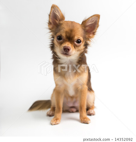 Brown Chihuahua puppy 14352092