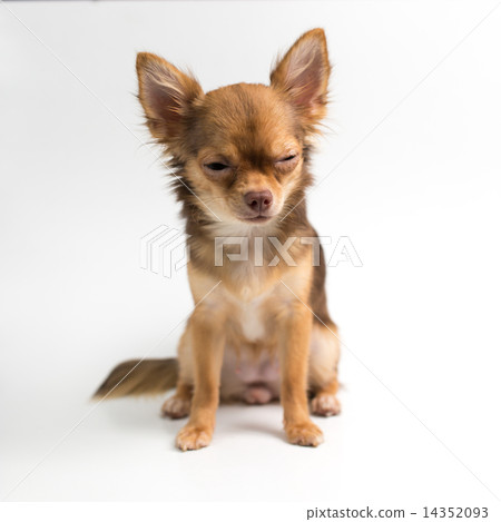 Brown Chihuahua puppy 14352093