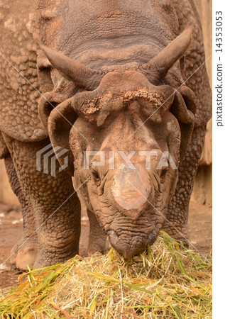 印度戒指 14353053