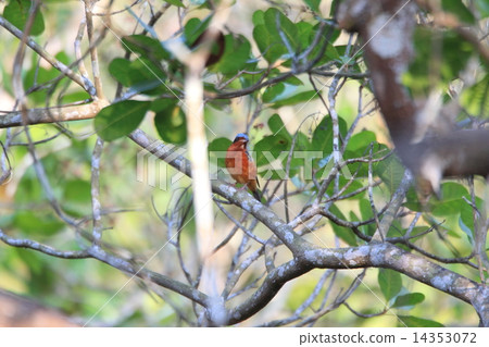 Male of Himeisonso Hiyo 14353072