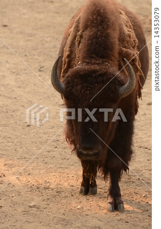 美洲野牛 14353079