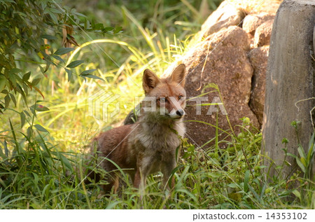 Hondo Fox Hondo Fox 14353102