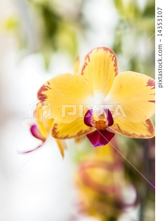 orchids orchids 14353107