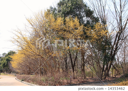 Flower of early spring Flower of early spring 14353462