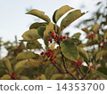 Leaves and tree nuts 14353700