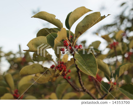 Leaves and tree nuts Leaves and tree nuts 14353700