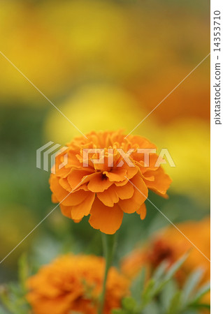 It bloomed beautifully It bloomed beautifully 14353710