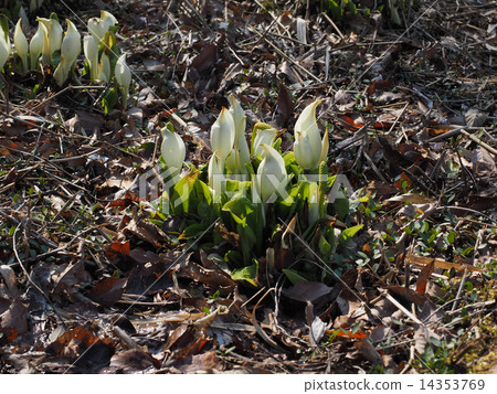 Water Basho 14353769