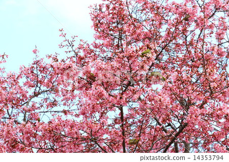 櫻桃樹 14353794