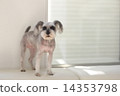  Miniature Schnauzer 14353798