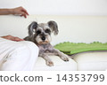  Miniature Schnauzer 14353799