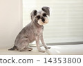  Miniature Schnauzer 14353800
