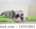  Miniature Schnauzer 14353801