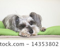  Miniature Schnauzer 14353802