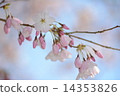 櫻花櫻桃樹 14353826