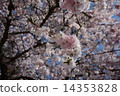 櫻花櫻桃樹 14353828