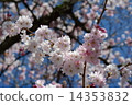 櫻花櫻桃樹 14353832
