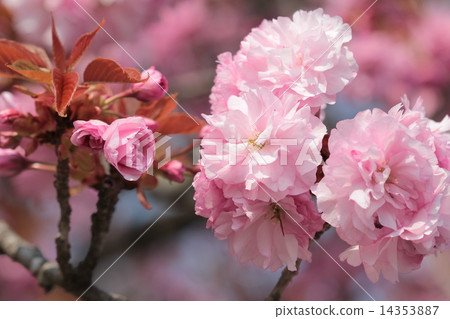 Cherry Blossoms Cherry Blossoms 14353887