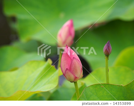 Lotus flower  14353899