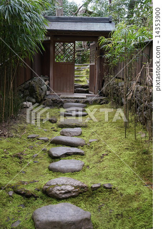 A moss growing ground 14353900