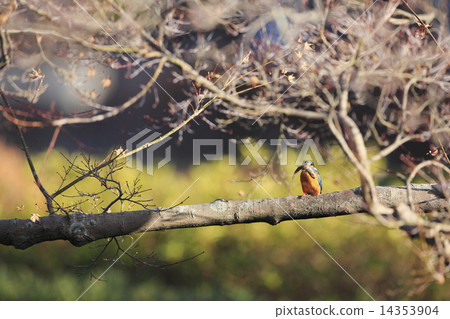 捕獲魚的翠鳥 14353904