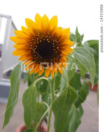 向日葵 14353906