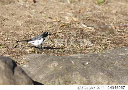 Black-backed wagtail 14353967