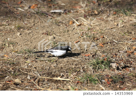Black-backed wagtail 14353969