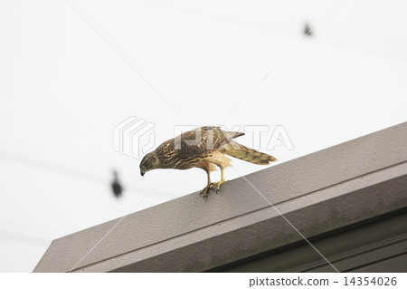 Mackay on the roof Mackay on the roof 14354026