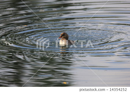 Young birds of Kaizburi 14354252